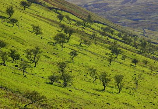 Grøne beitelier, Wasdale