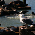 Seagull amidst sea lions near Pier 39, Fisherman's Wharf