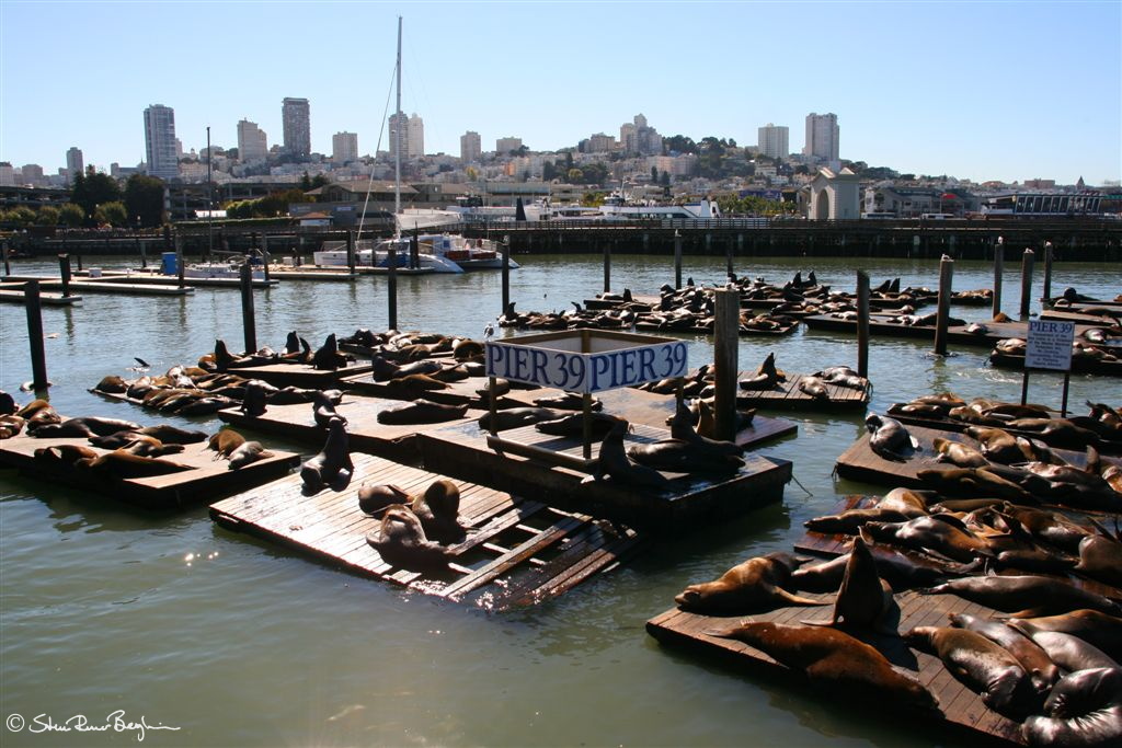 Sea lions near Pier 39, Fisherman's Wharf