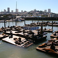 Sea lions near Pier 39, Fisherman's Wharf