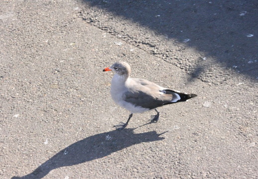 Possibly a bastard dove/seagull?