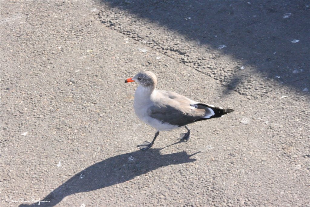 Possibly a bastard dove/seagull?