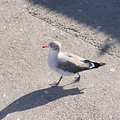 Possibly a bastard dove/seagull?