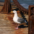 More regular-looking seagull
