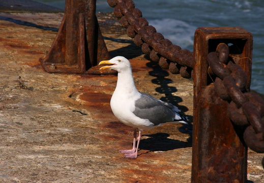 More regular-looking seagull