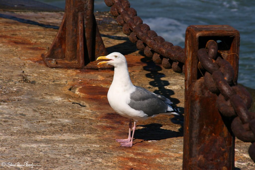 More regular-looking seagull