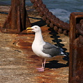 More regular-looking seagull