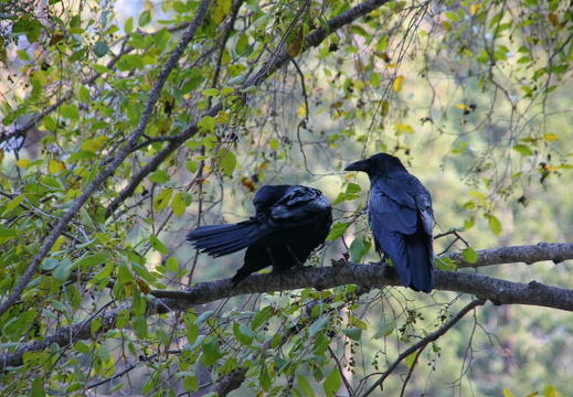 Crows in tree near Bridalveil Meadow