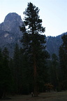 Tall tree on the south side of Yosemite Valley
