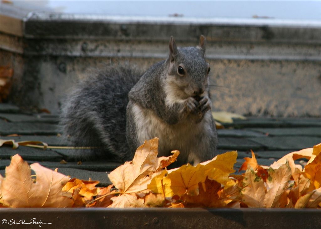 Squirrel on the roof of Yosemite Village store