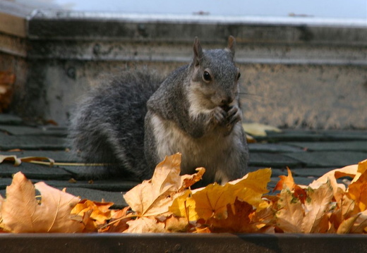 Squirrel on the roof of Yosemite Village store
