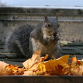 Squirrel on the roof of Yosemite Village store