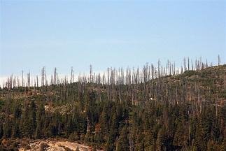 Remnants of wild-fire