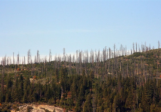 Remnants of wild-fire