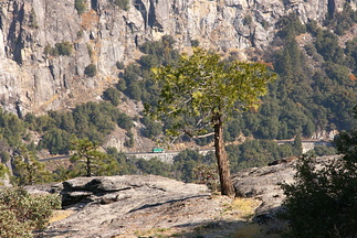 Small fir clinging on to the steep rocks of Yosemite Valley