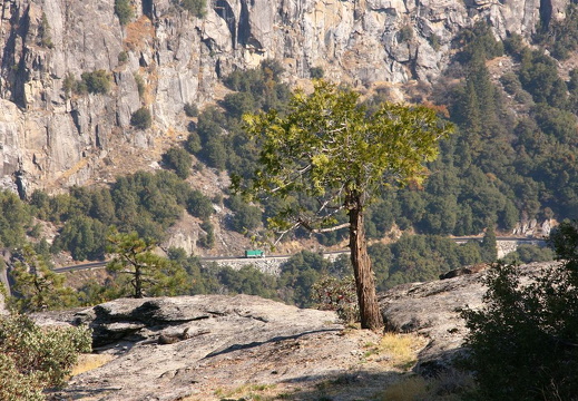Small fir clinging on to the steep rocks of Yosemite Valley