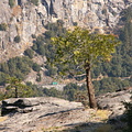 Small fir clinging on to the steep rocks of Yosemite Valley