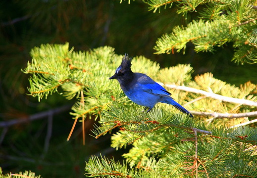 Bird in tree at Glacier Point