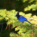 Bird in tree at Glacier Point