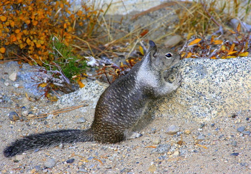 Squirrel on ground near Glacier Point