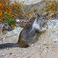 Squirrel on ground near Glacier Point