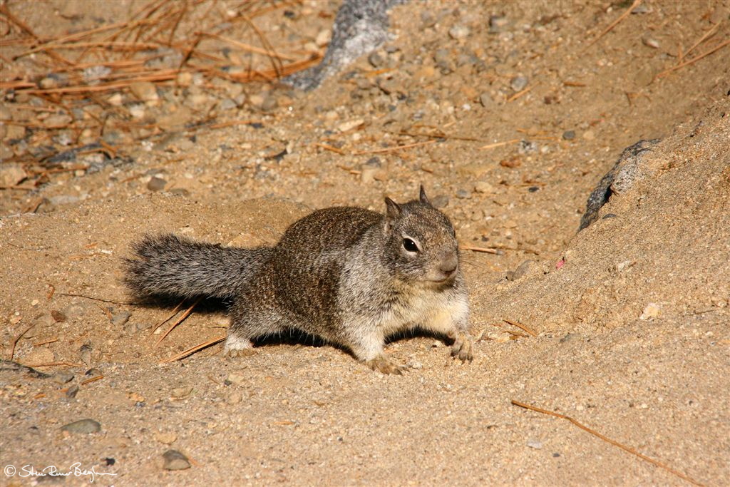 Squirrel on ground near Glacier Point