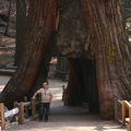Idar in front of the California Tunnel Tree