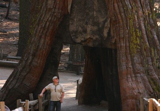Idar in front of the California Tunnel Tree