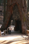 Idar in front of the California Tunnel Tree