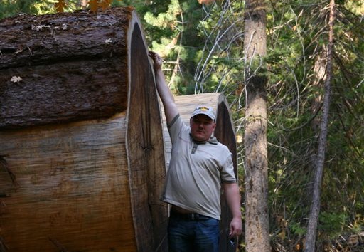 Idar by giant log in Mariposa Grove