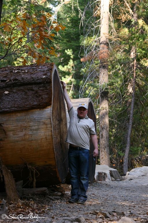 Idar by giant log in Mariposa Grove