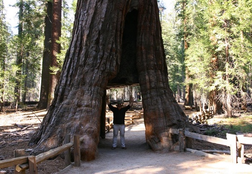 Runar inside the tunneled tree trunk of the California Tunnel Tree