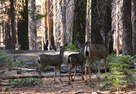 Wild deer roaming in Mariposa Grove