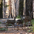 Wild deer roaming in Mariposa Grove