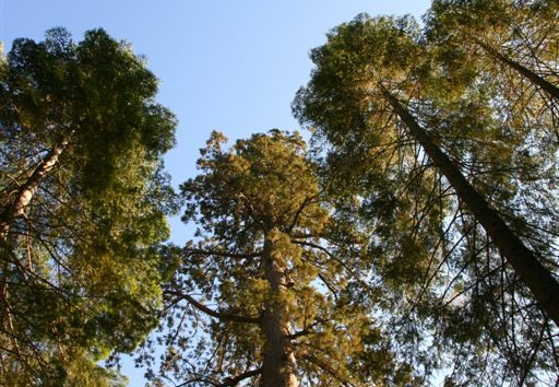 Distant treetops in Mariposa Grove