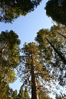 Distant treetops in Mariposa Grove