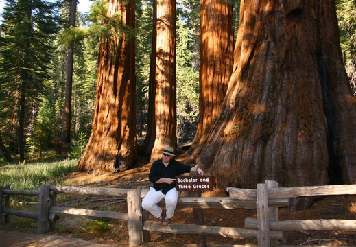 Runar by Bachelor and three Graces giant sequoias