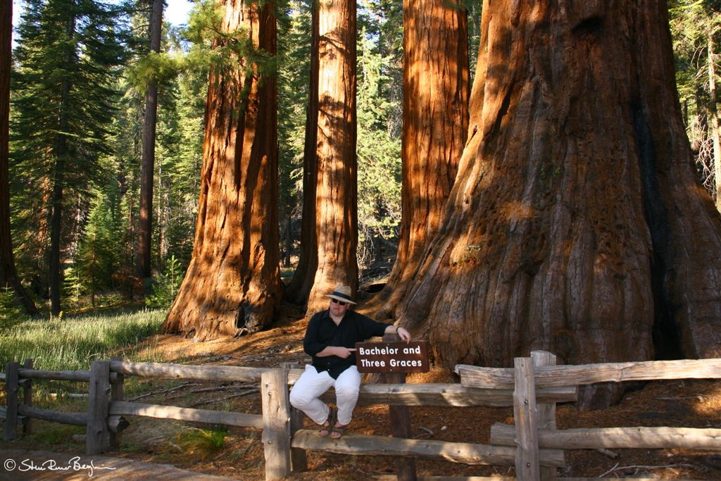 Runar by Bachelor and three Graces giant sequoias