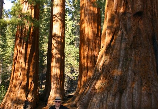 Runar by Bachelor and three Graces giant sequoias