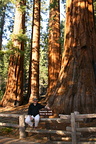 Runar by Bachelor and three Graces giant sequoias