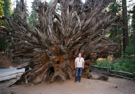 Idar at the root end of the Fallen Monarch, Mariposa Grove
