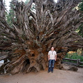 Idar at the root end of the Fallen Monarch, Mariposa Grove