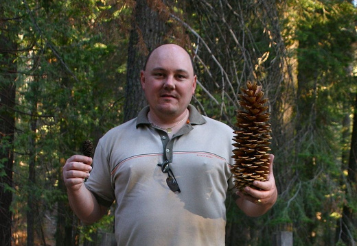 On the left: sequoia cone. On the right: pine cone.
