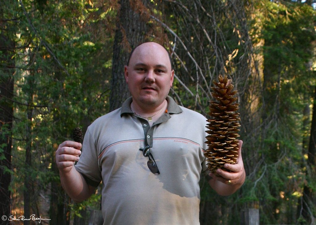 On the left: sequoia cone. On the right: pine cone.