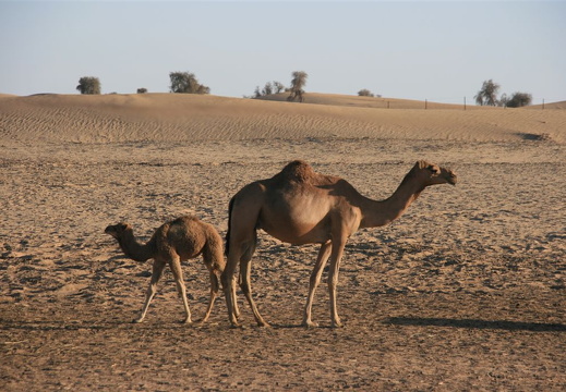 Camels in desert near Abu Dhabi
