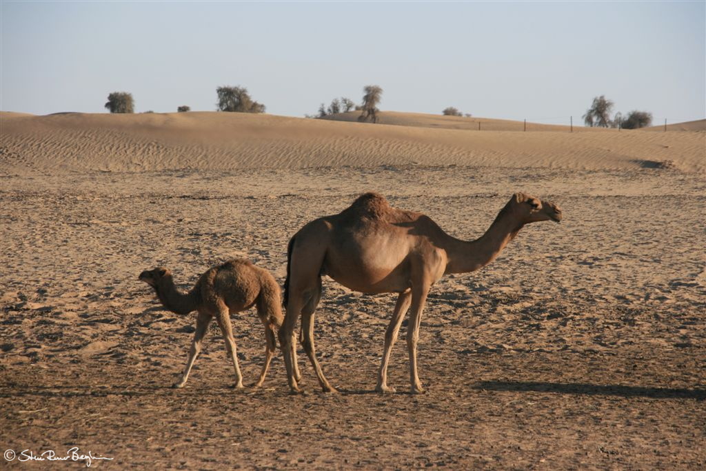 Camels in desert near Abu Dhabi
