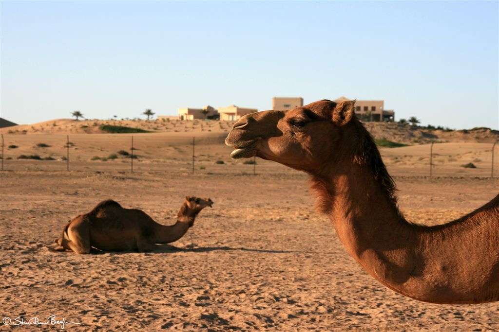 Camels in desert near Abu Dhabi