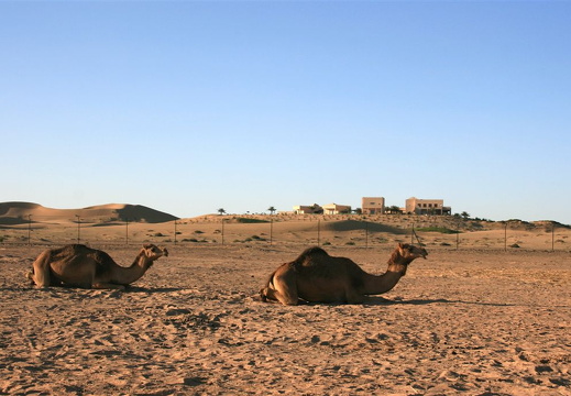 Camels in desert near Abu Dhabi