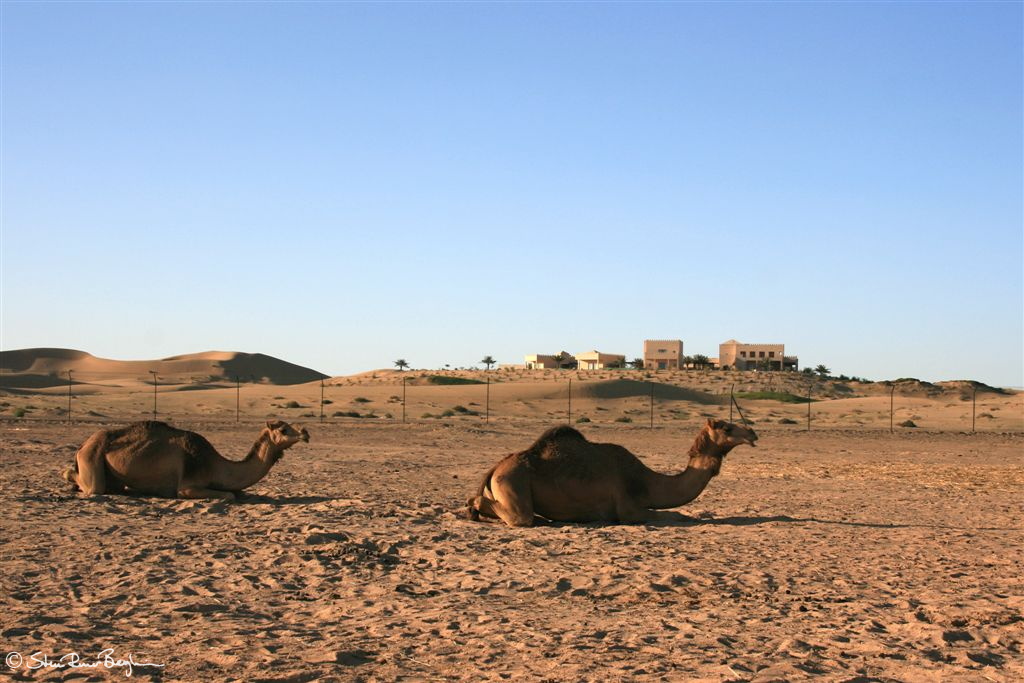 Camels in desert near Abu Dhabi