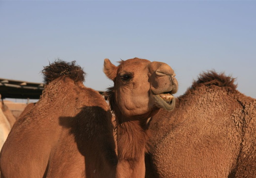 Camel in desert near Abu Dhabi